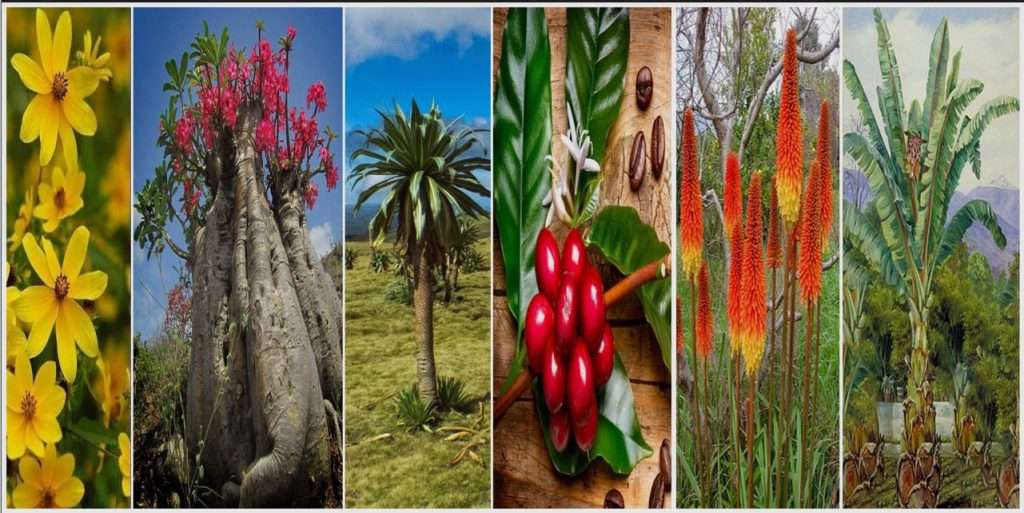 Endemic plants in Ethiopia